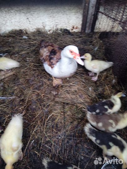 Утята индоутки