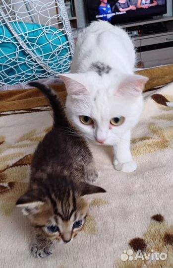 Котята Турецкой Ангоры