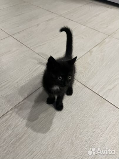 Котенок девочка бесплатно