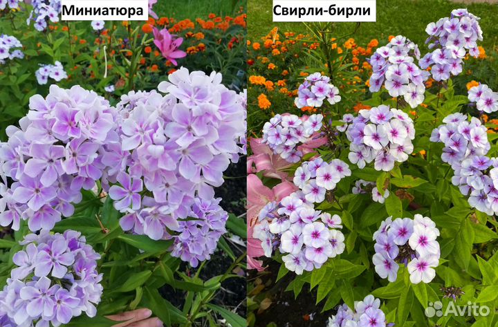 Флоксы метельчатые разных сортов. Часть VI