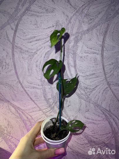 Монстера Альба, Адансона, Манки, Косая, Делициоза