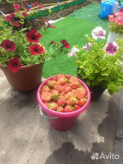 Клубника свежая