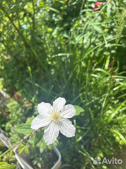 Саженцы клематиса