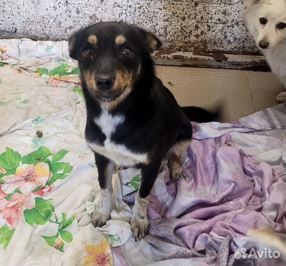 Маленькая собачка