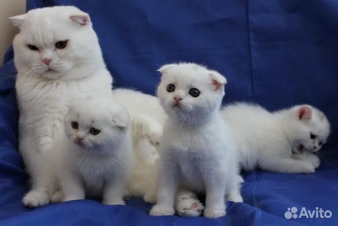 Шотландские котята
