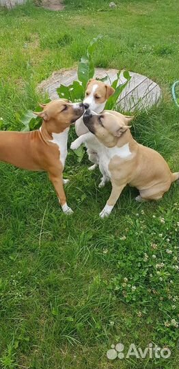 Зоогостиница 