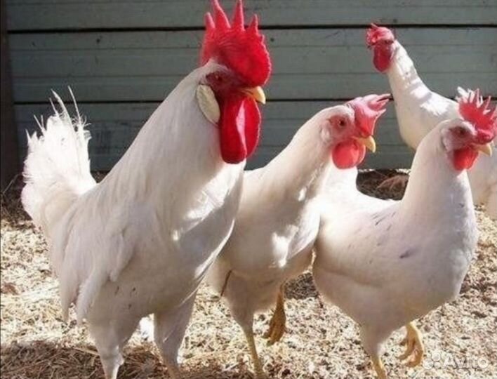 Куры несушки белые