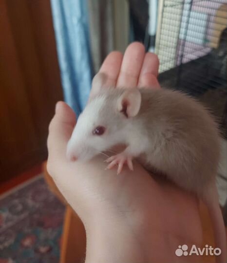 Крысята