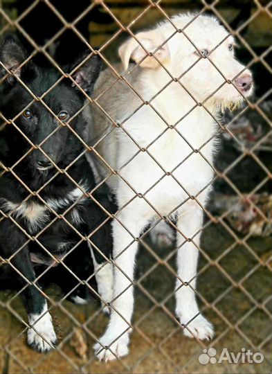 Щенки в добрые руки