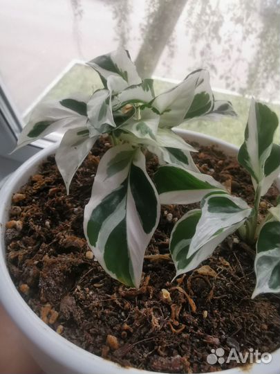 Калатея white fusion