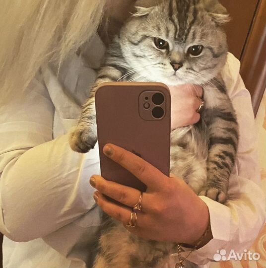 Кот шотландец вязка