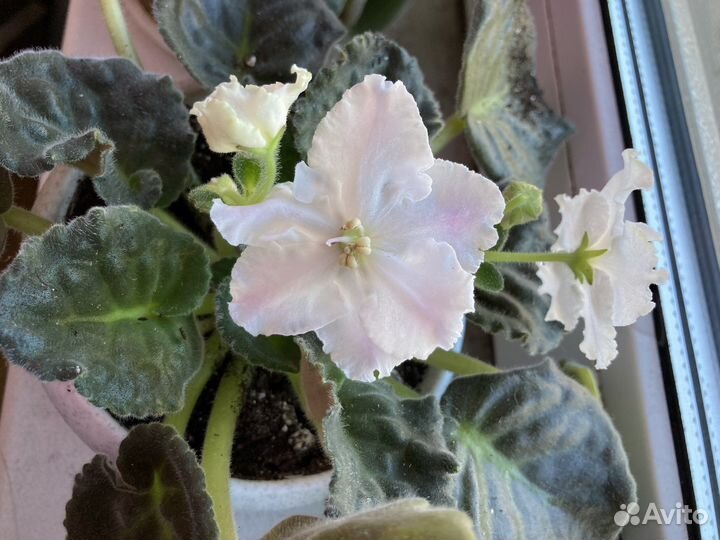 Белая фиалка