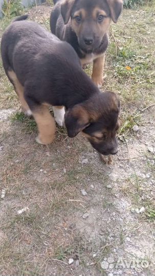 Два бездомных щенка