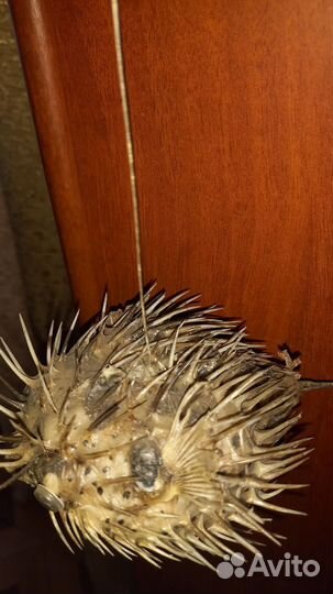 Чучело рыбы Еж