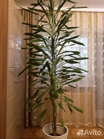 Пальма драцена