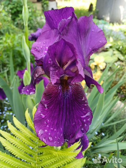 Ирис, многолетники, растения для сада