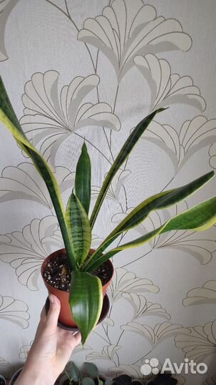 Сансевиерия сортовая