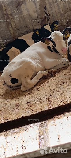 Бычки и телки мясные