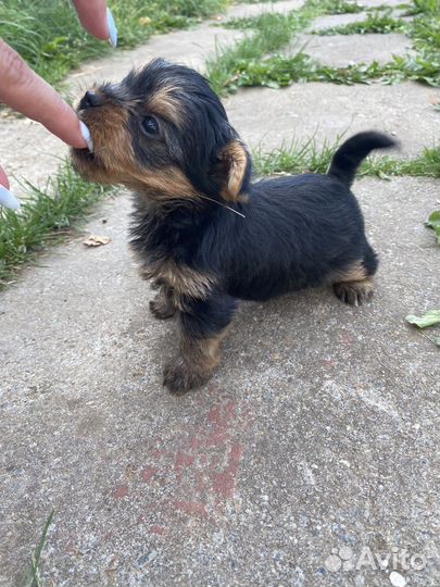 Йоркширский терьер