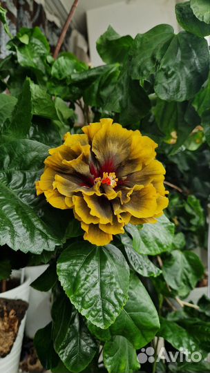 Сортовой гибискус wind rosa Yunzhongke