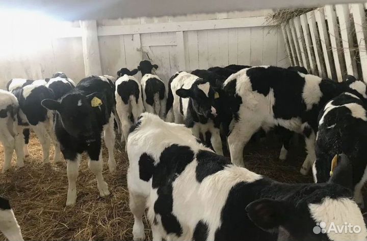 Бычки, телята на корм