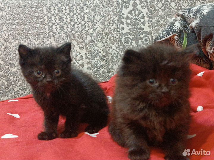 Пушистики в добрые ручки