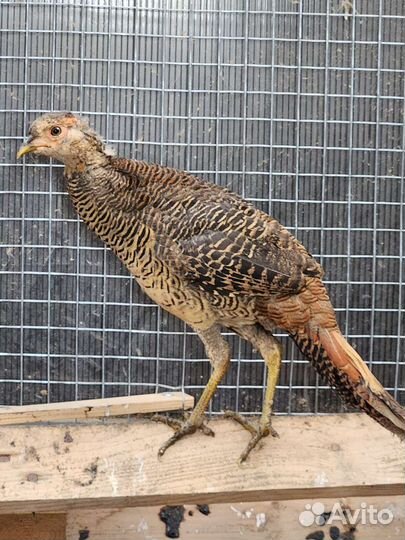 Золотой фазан