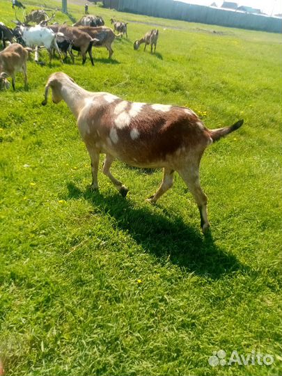 Нубийские козы