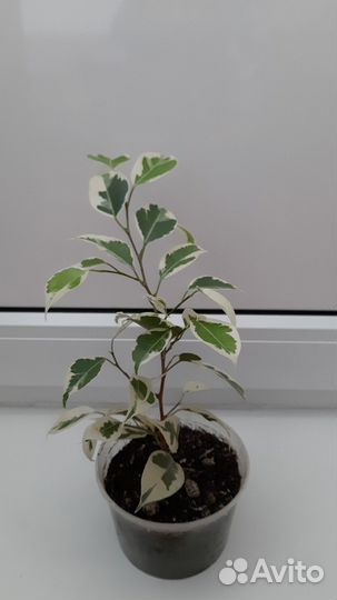 Фикус бенджамина старлайт