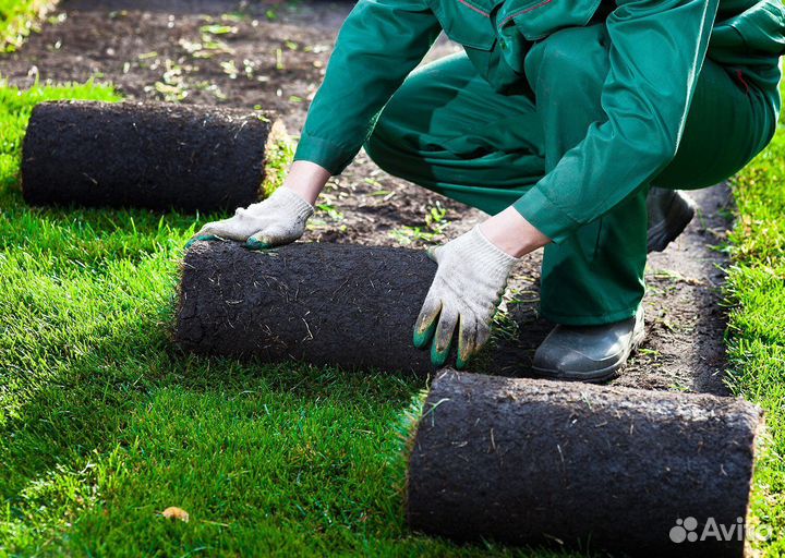 Газон рулонный от производителя
