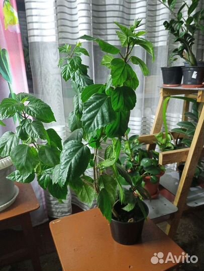Цветы Фикус Роза Пеперомия