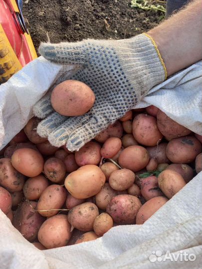 Картофель крупный, средний и эконом
