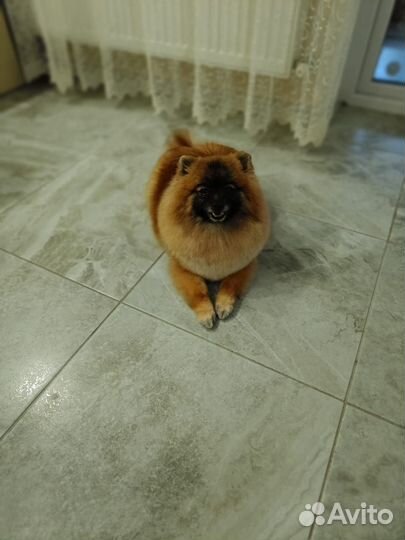 Продам щенят Шпицов