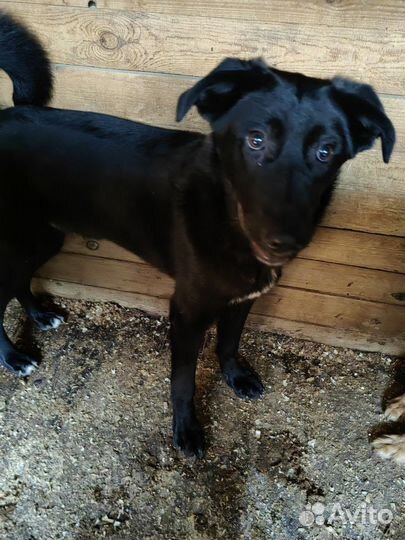 Щеночек Несквик ищет дом