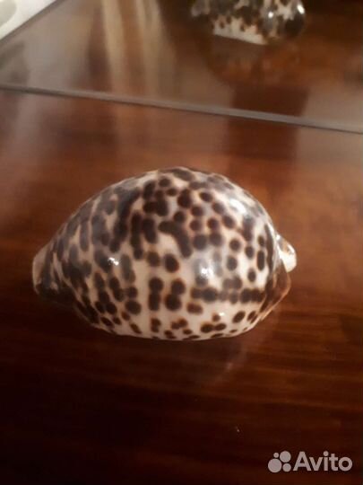 Ракушка ципрея