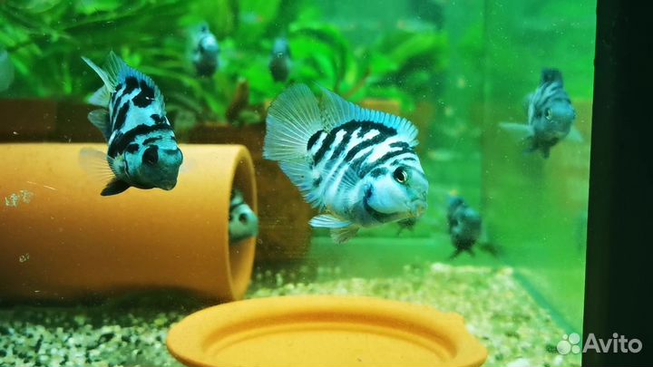 Сомы,гуппи энглера