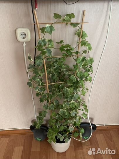 Комнатные цвет фикус бегония плющ циперус