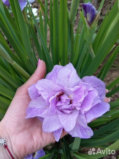 Ирис сибирский