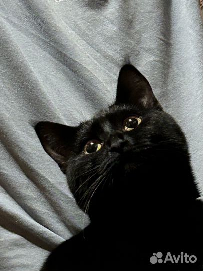 Отдам кошку в добрые руки