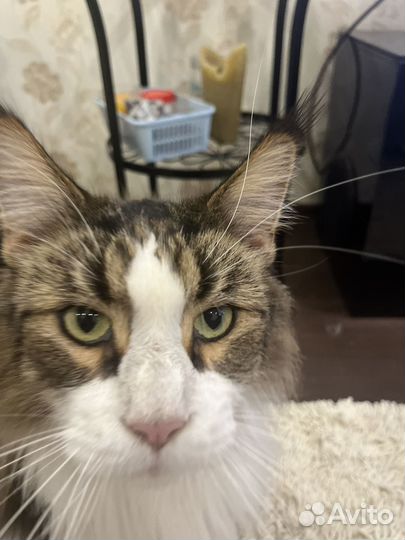 Мейкун бесплатно