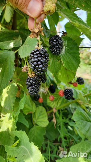 Ежевика ягода свежая крым