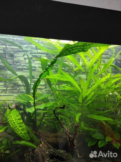 Аквариумное растение лимонник