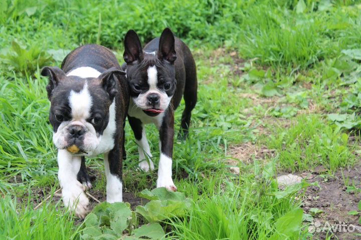 Бостон терьер