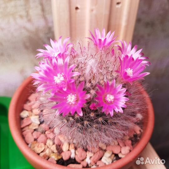Mammillaria bocasana