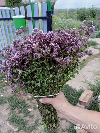 Веники для бани оптом душица