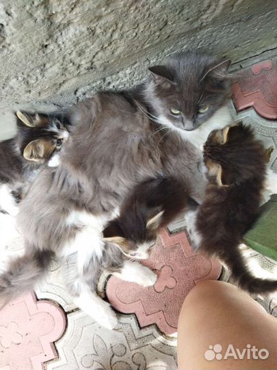 Котята в добрые руки бесплатно