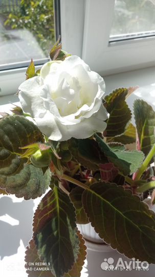 Глоксиния лист