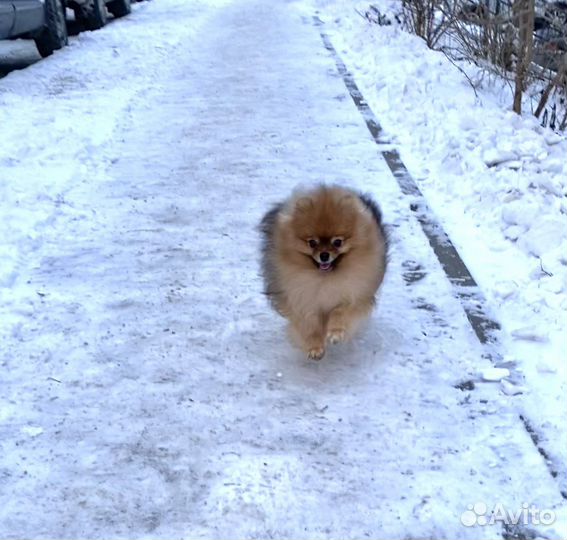 Померанский шпиц