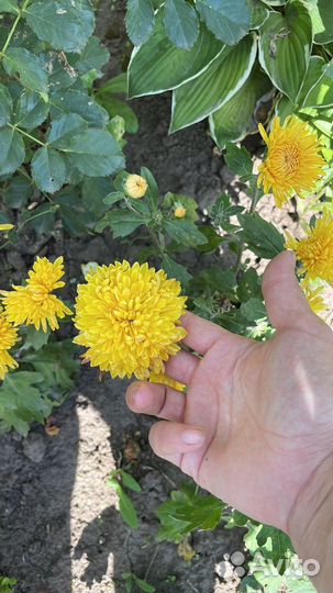 Хризантема