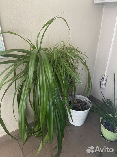 Пальма панданус